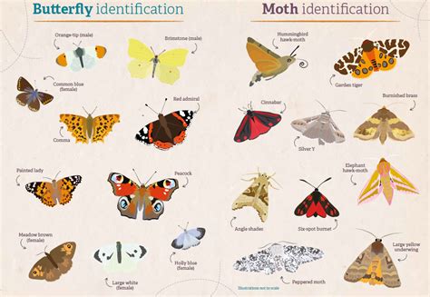 yellow butterfly identification uk.